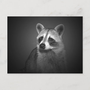 Raccoon Portrait Postcard