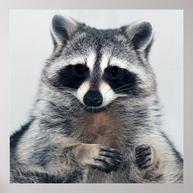 Raccoon Portrait Poster (Front)