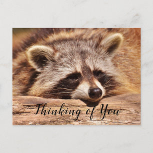 Raccoon Postcard