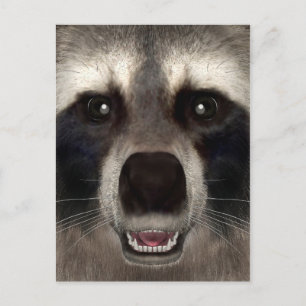Raccoon Postcard