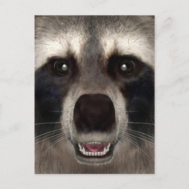 Raccoon Postcard (Front)