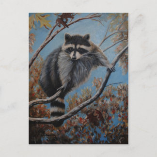 Raccoon Postcard