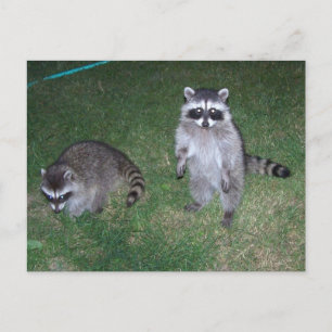 Raccoon Postcard