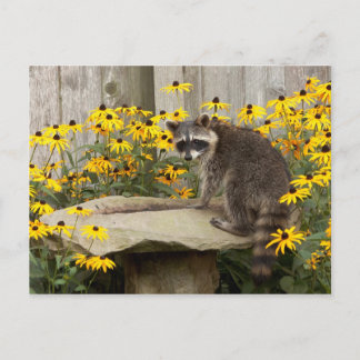 Raccoon Postcard