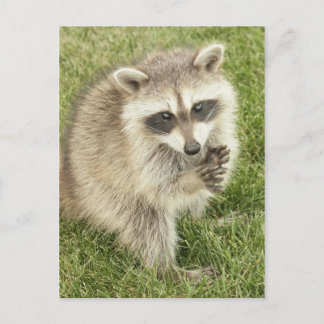 Raccoon Postcard