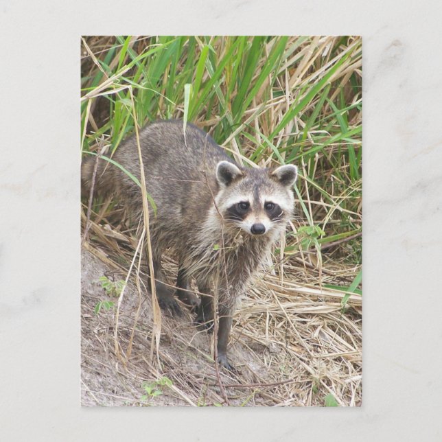 Raccoon Postcard (Front)