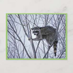Raccoon Postcard