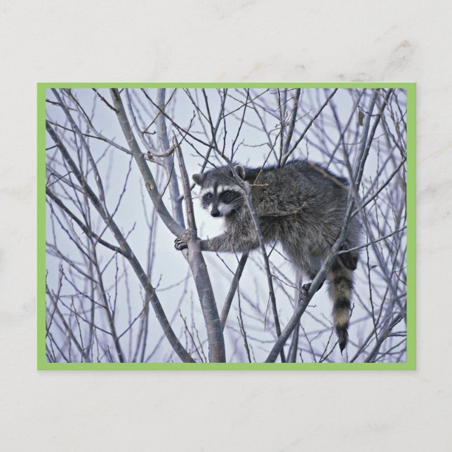 Raccoon Postcard (Front)