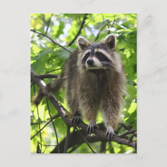 Raccoon Postcard (Front)