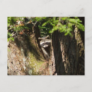 Raccoon Postcard