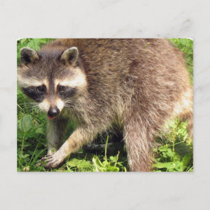 Raccoon Postcard