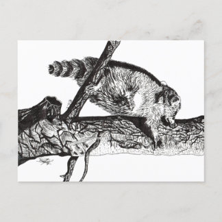 RACCOON POSTCARD