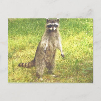 Raccoon Postcard