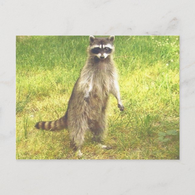 Raccoon Postcard (Front)