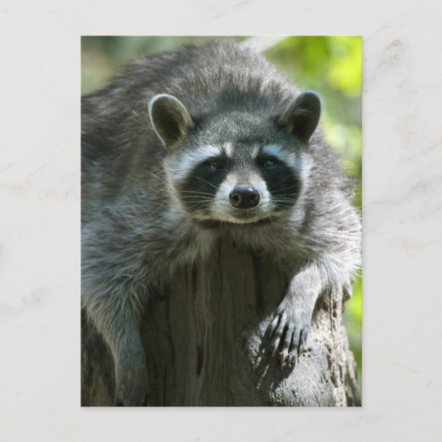Raccoon Postcards (Front)