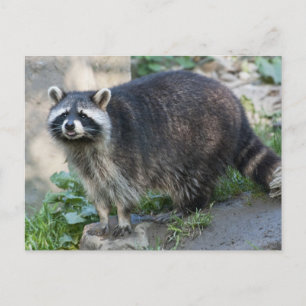 Raccoon Postcards