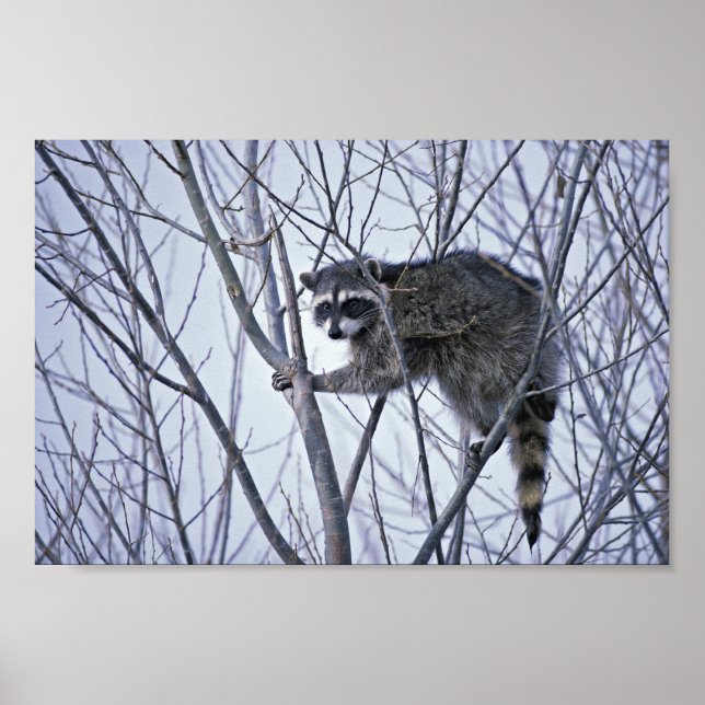 Raccoon Poster (Front)