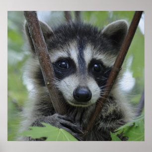 Raccoon Print - #1028