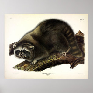 Raccoon (Procyon Lotor) by Audubon Poster