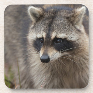 Raccoon, Procyon lotor, Florida Coaster