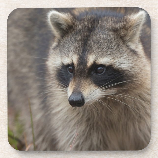 Raccoon, Procyon lotor, Florida Coaster (Front)