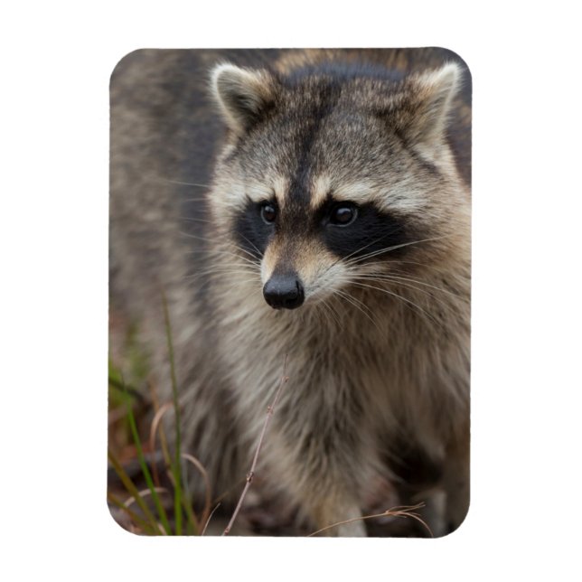 Raccoon, Procyon lotor, Florida Magnet (Vertical)