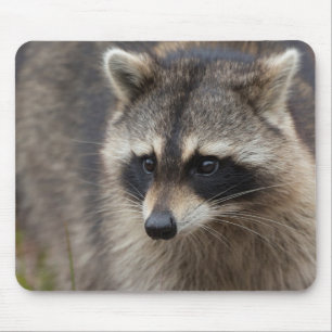 Raccoon, Procyon lotor, Florida Mouse Pad