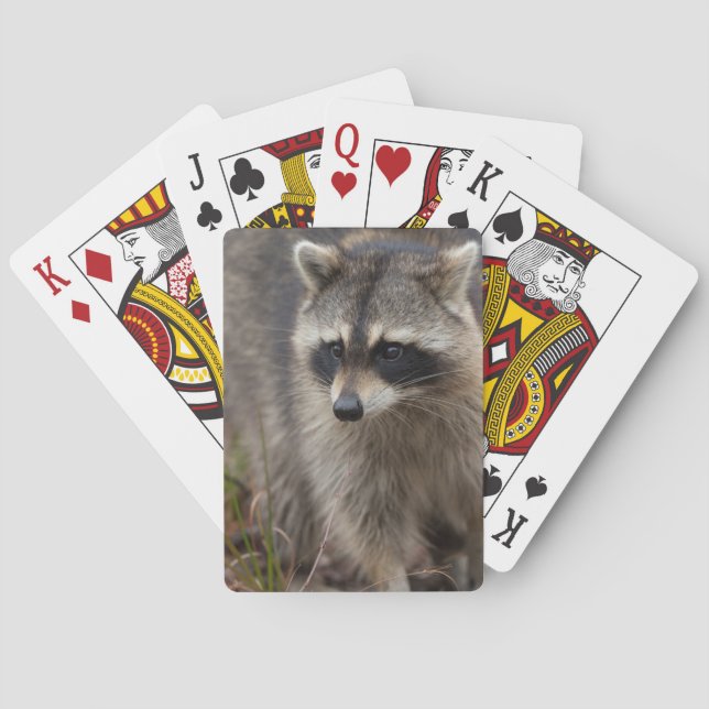 Raccoon, Procyon lotor, Florida Playing Cards (Back)