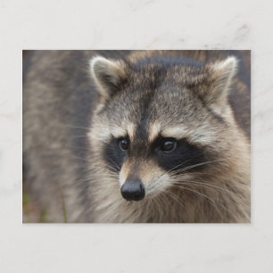 Raccoon, Procyon lotor, Florida Postcard