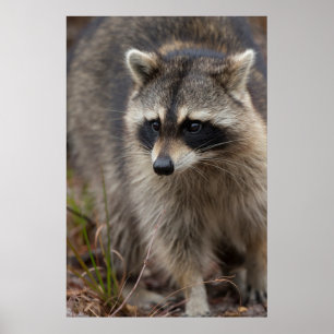 Raccoon, Procyon lotor, Florida Poster