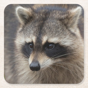 Raccoon, Procyon lotor, Florida Square Paper Coaster