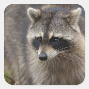 Raccoon, Procyon lotor, Florida Square Sticker