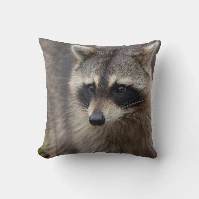 Raccoon, Procyon lotor, Florida Throw Pillow (Front)