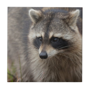 Raccoon, Procyon lotor, Florida Tile