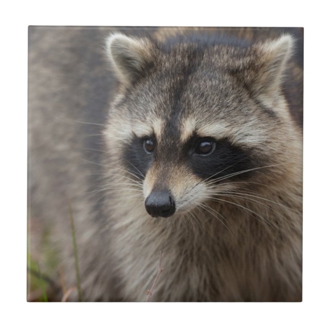 Raccoon, Procyon lotor, Florida Tile (Front)