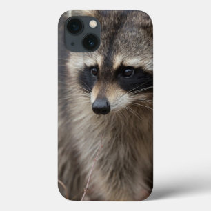 Raccoon, Procyon lotor, Florida, USA 1 iPhone 13 Case