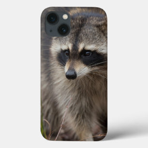 Raccoon, Procyon lotor, Florida, USA 1 iPhone 13 Case
