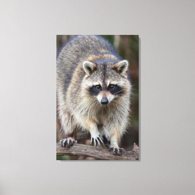 Raccoon, Procyon lotor, Florida, USA 2 Canvas Print (Front)
