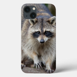 Raccoon, Procyon lotor, Florida, USA 2 iPhone 13 Case