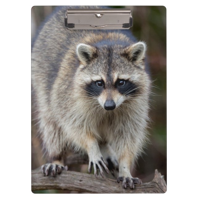 Raccoon, Procyon lotor, Florida, USA 2 Clipboard (Front)