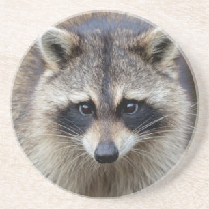 Raccoon, Procyon lotor, Florida, USA 2 Coaster