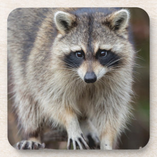 Raccoon, Procyon lotor, Florida, USA 2 Coaster