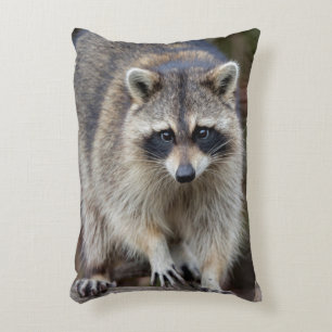 Raccoon, Procyon lotor, Florida, USA 2 Decorative Pillow