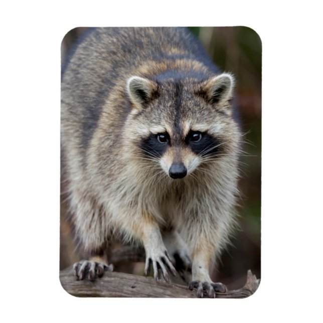 Raccoon, Procyon lotor, Florida, USA 2 Magnet (Vertical)
