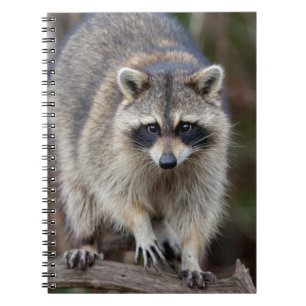 Raccoon, Procyon lotor, Florida, USA 2 Notebook