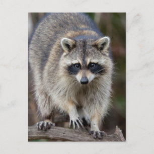Raccoon, Procyon lotor, Florida, USA 2 Postcard