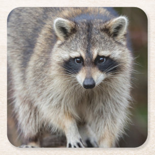 Raccoon, Procyon lotor, Florida, USA 2 Square Paper Coaster