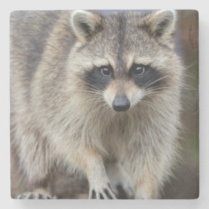 Raccoon, Procyon lotor, Florida, USA 2 Stone Coaster