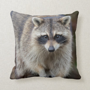 Raccoon, Procyon lotor, Florida, USA 2 Throw Pillow