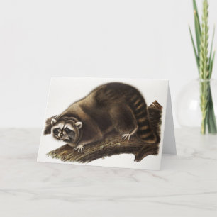 Raccoon (Procyon lotor) Illustration Card